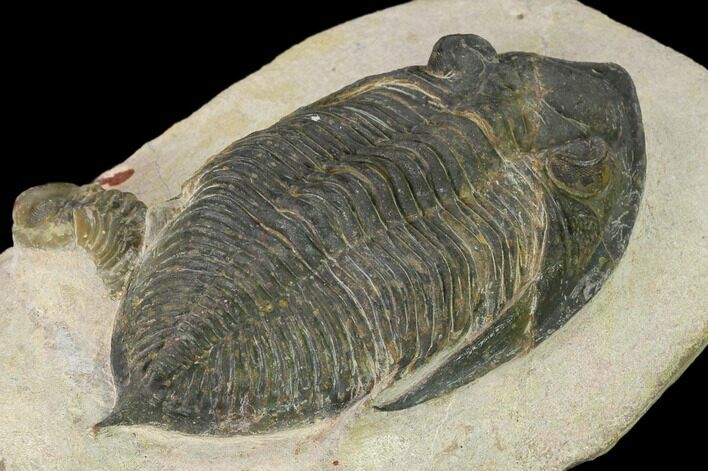 Bargain, Zlichovaspis Trilobite - Atchana, Morocco #137918